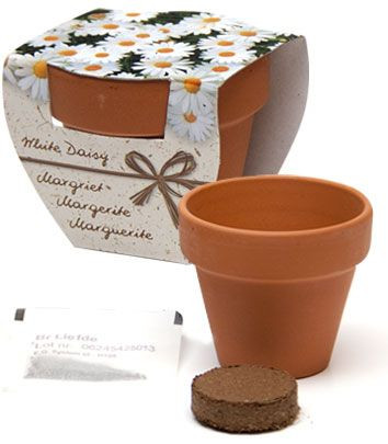 Gänseblümchen im Geschenktopf