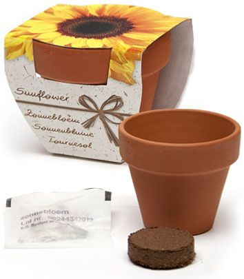 Sonnenblume im Geschenk-Topf