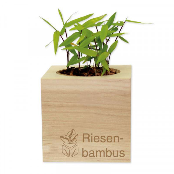 heiliger bambus düngen Heiliger Bambus 'Obsessed' in Weiß kaufen main image 0
