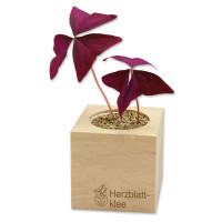 EcoCube - der EcoCube bringt frisches Grün auf jeden Schreibtisch!