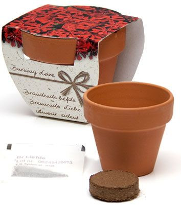 Brennende Liebe Blumen im Geschenk-Topf