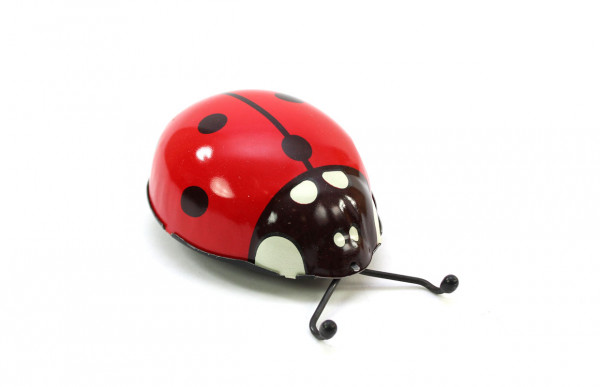 Marienkäfer, dreht an der Tischkante