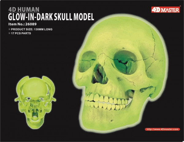 Anatomisches Modell Totenkopf - Glow in the Dark
