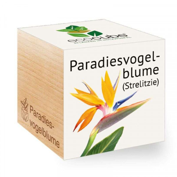 ecoCube - Paradiesvogelblume