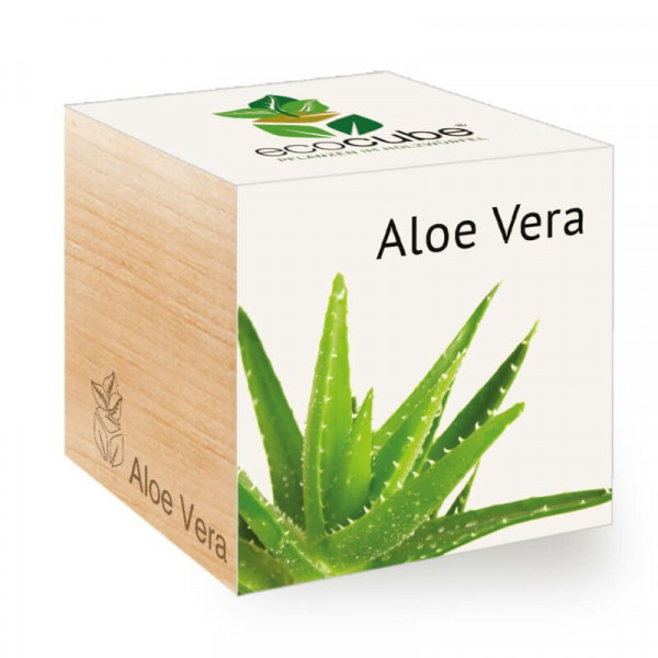 ecoCube - Aloe Vera