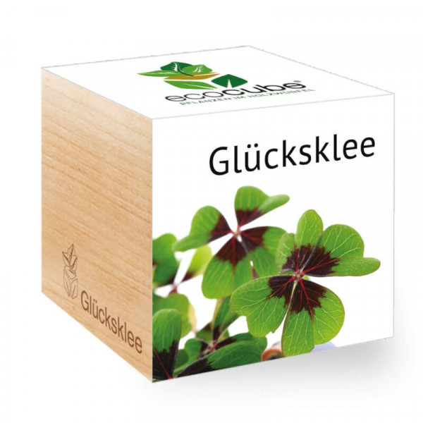 ecoCube - Glücksklee