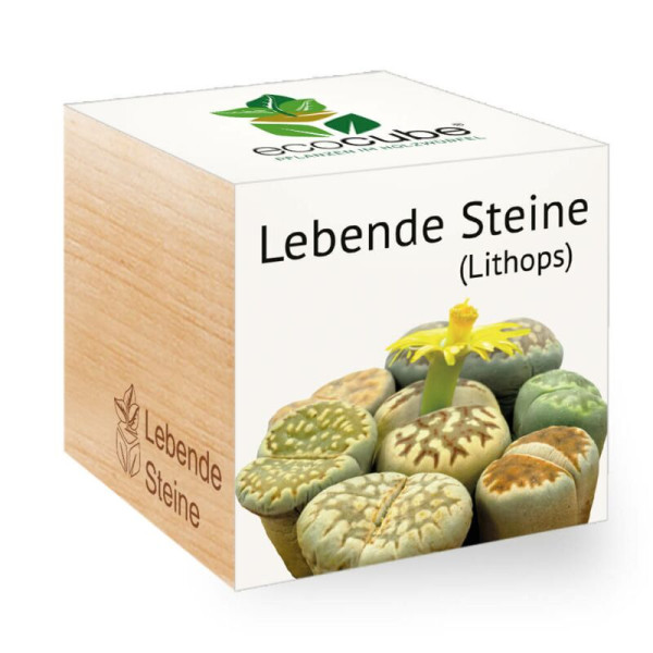ecoCube - Lebende Steine (Lithops)