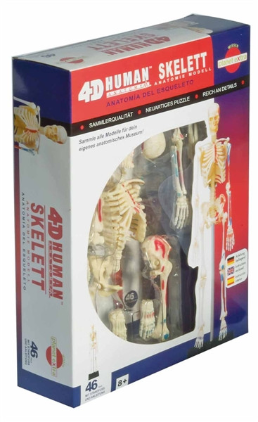 Anatomie Puzzle - Skelett