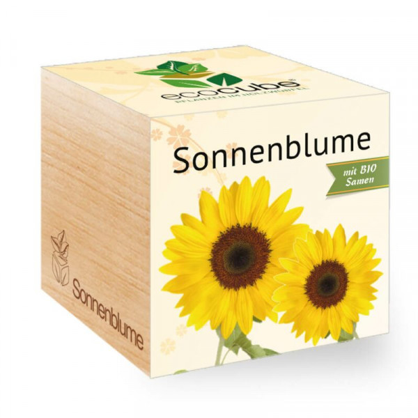 ecoCube - Sonnenblume