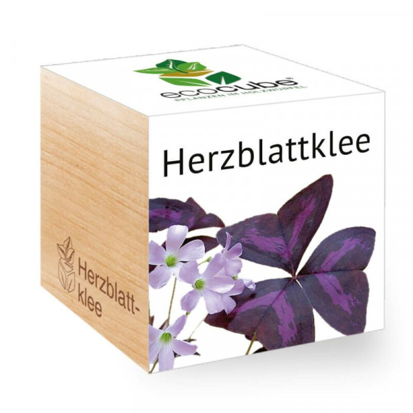 ecoCube - Herzblattklee