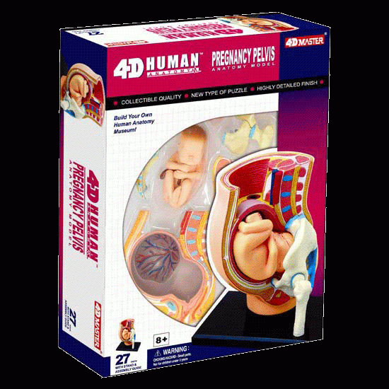 Anatomie Modell Mensch - Schwangerschaft